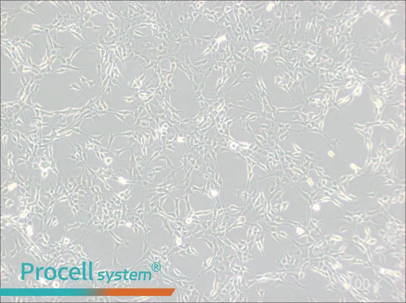 RG2[D74] Cell Complete MediumRG2[D74] Cell Complete Medium - 2