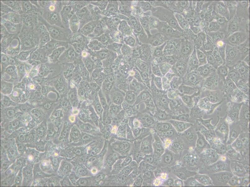 BHT101 Cell Complete Medium - 4