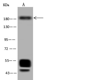 c-MET Monoclonal Antibody-searchlist-1