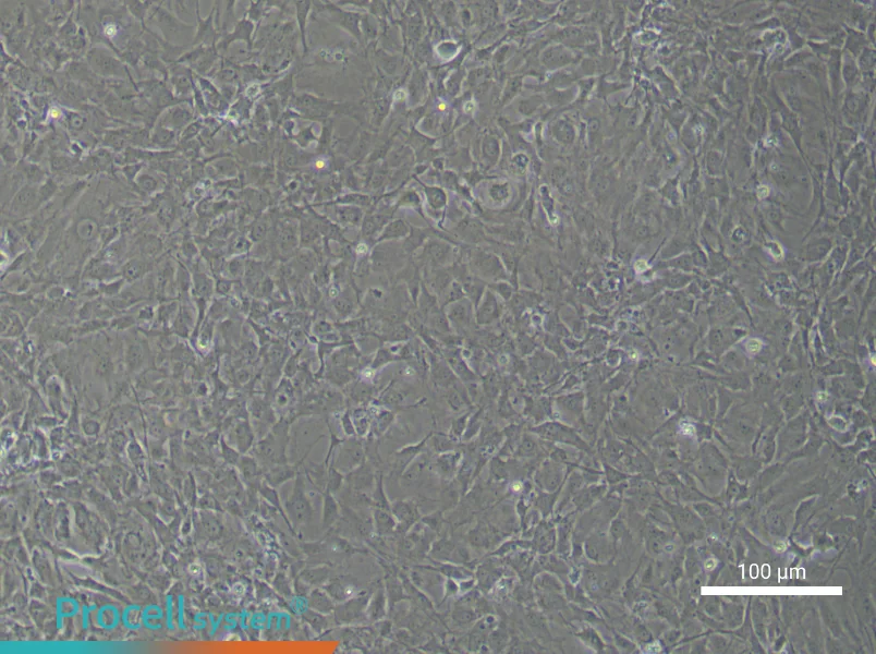 Mouse Scleral Fibroblast Complete Medium - 2