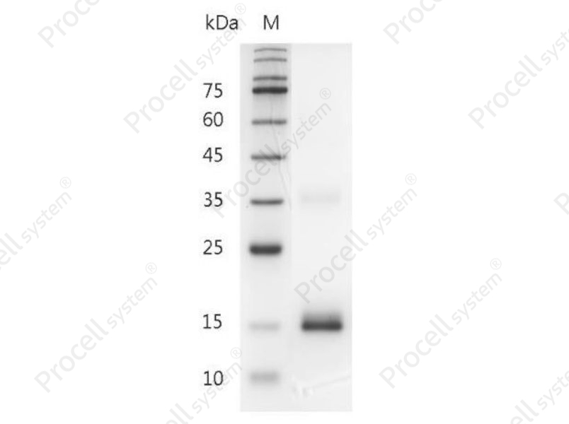 IL-7/LP-1, Mouse, Recombinant