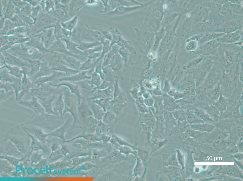 Hela - 5