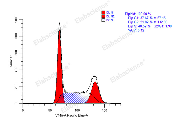 Cell Cycle Assay Kit (Blue Fluorescence)-1