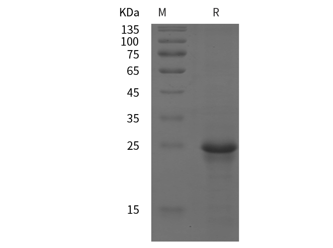 Recombinant Human CD30 Protein(Fc Tag)-产品推荐-1