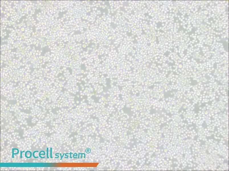 P3X63Ag8 Cell Complete MediumP3X63Ag8 Cell Complete Medium - 2