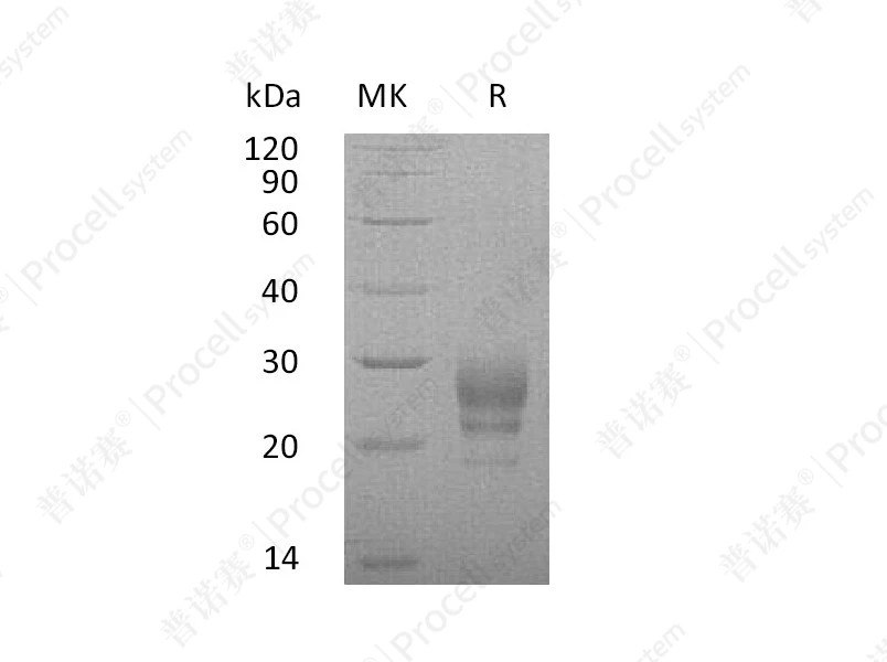https://789.bio/ec/ZiiH4K