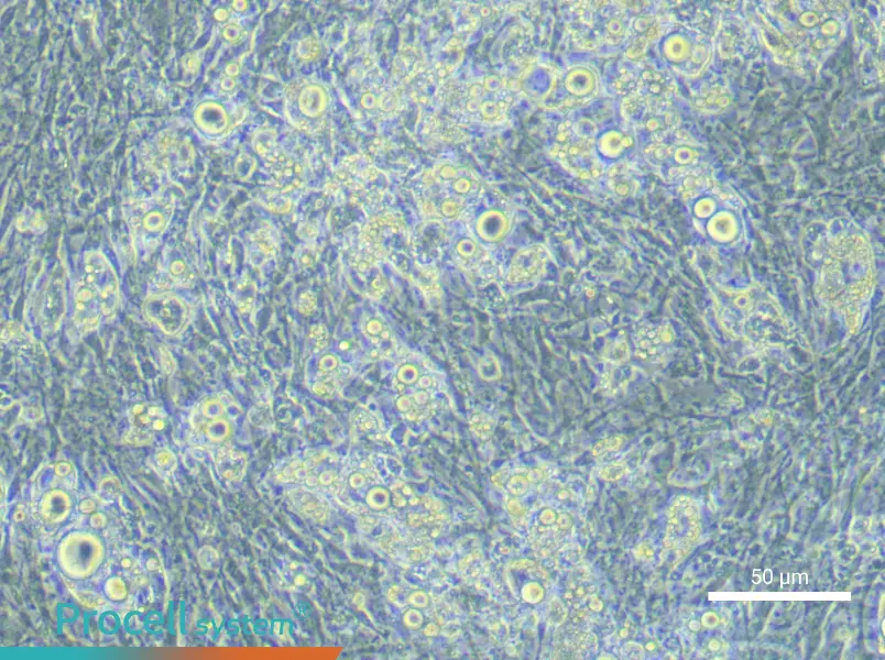 Mouse Adipocyte Cell Complete Medium - small - 4