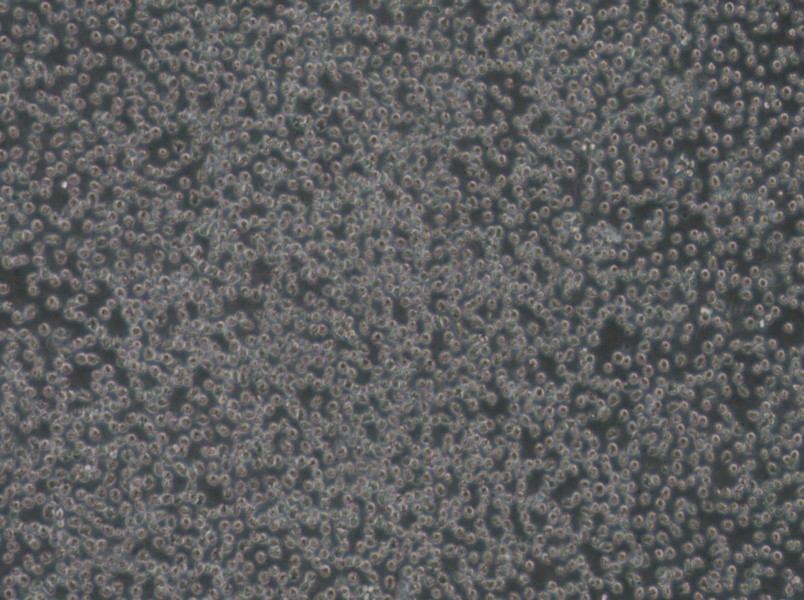 Mino Cell Complete Medium - 3