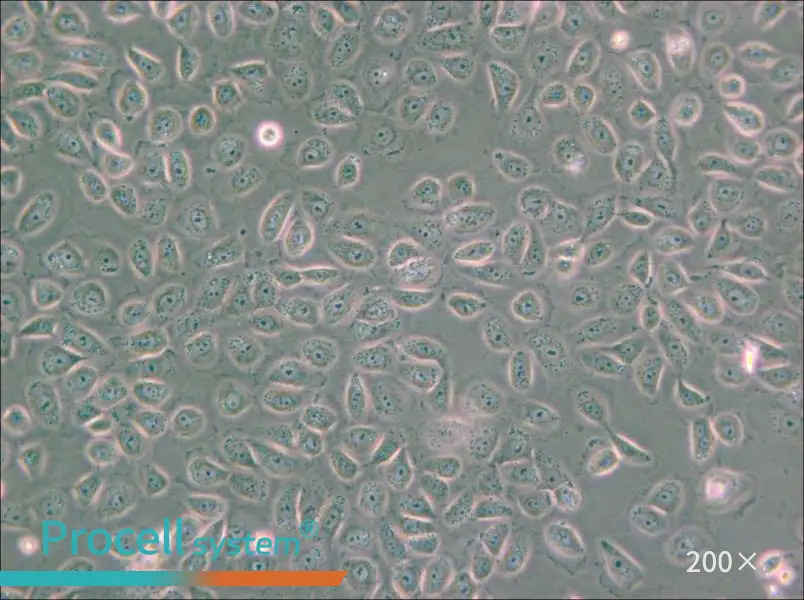 5637 Cell Complete Medium - small - 4