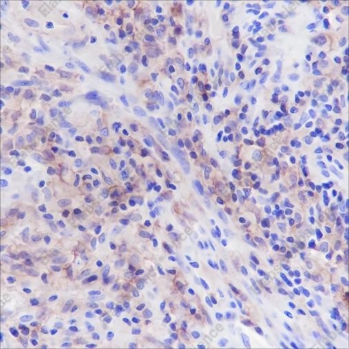 Recombinant CD33 Monoclonal Antibody - 1