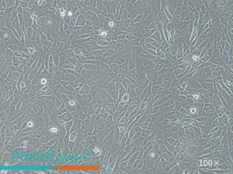 SW579 [SW-579] (L15) Cell Complete MediumSW579 [SW-579] (L15) Cell Complete Medium - 2