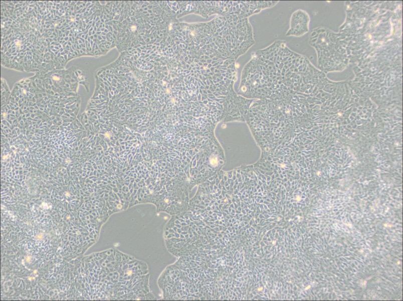 HCT-8 [HRT-18] Cell Complete Medium-searchlist-1