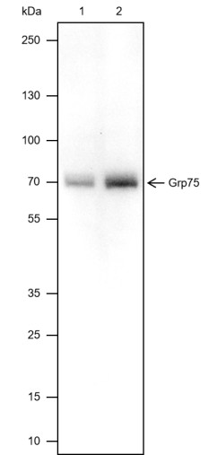 Recombinant GRP75 Monoclonal Antibody-searchlist-1