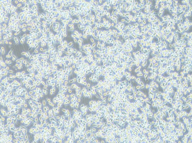 BV2-LUC Cell Complete Medium-searchlist-1