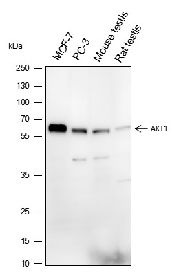 Recombinant AKT1 Monoclonal Antibody-searchlist-1