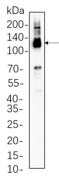 Recombinant Notch2 Monoclonal Antibody-searchlist-1