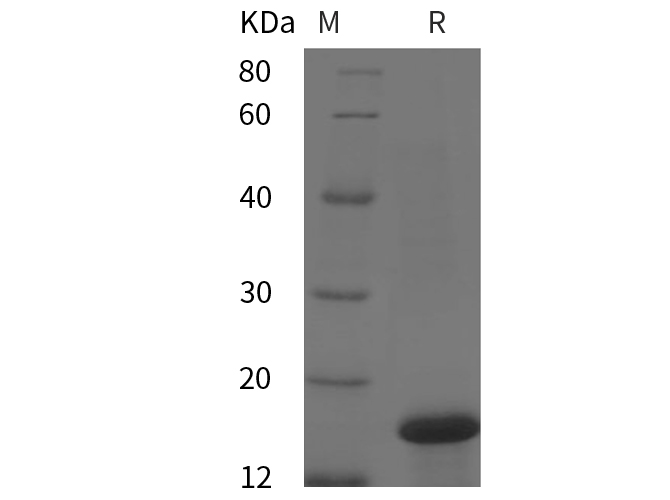 Recombinant Mouse TNF-α Protein(GST Tag)-产品推荐-1
