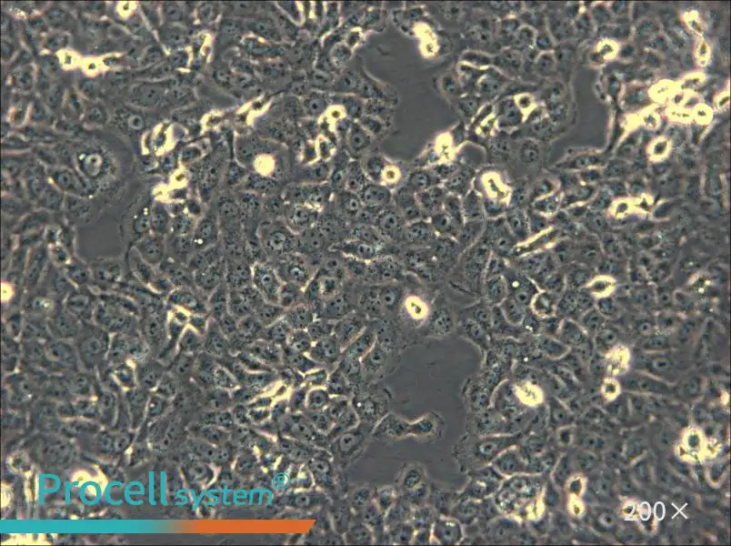 IOMM-Lee Cell Complete Medium - small - 5