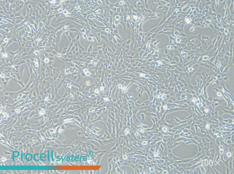 HSC-T6 Cell Complete Medium - 2