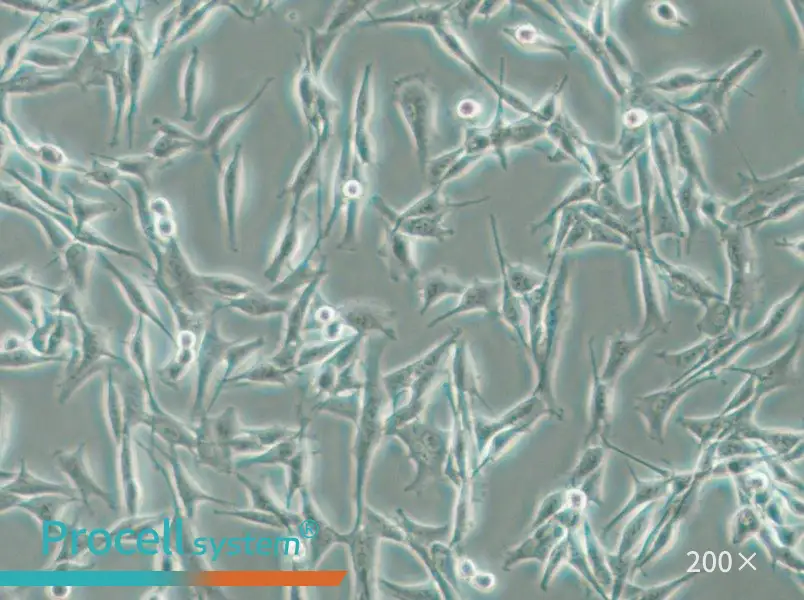 WM115 Cell Complete Medium - 5
