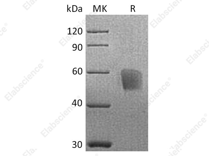 Recombinant Cynomolgus CD3d/CD3 delta Protein (Fc Tag) - 1