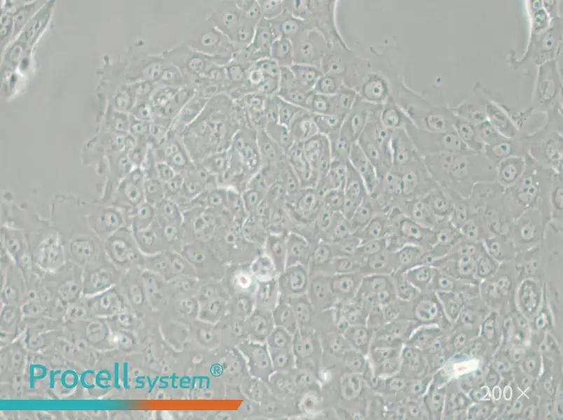 MCF-12A Cell Complete Medium - 4