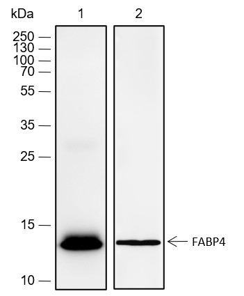 Recombinant FABP4 Monoclonal Antibody-searchlist-1
