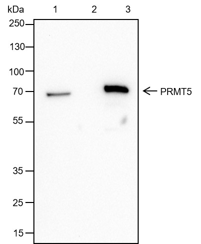 Recombinant PRMT5 Monoclonal Antibody - small - 4