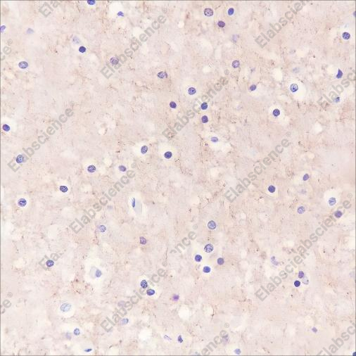 Recombinant Caspr Monoclonal Antibody - 2