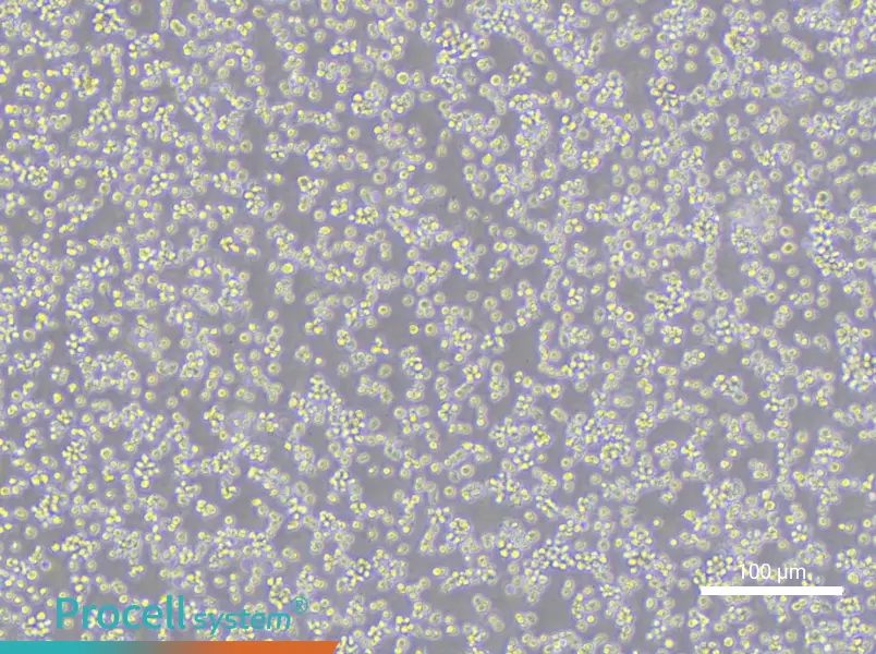 Karpas-422 Cell Complete MediumKarpas-422 Cell Complete Medium - 3