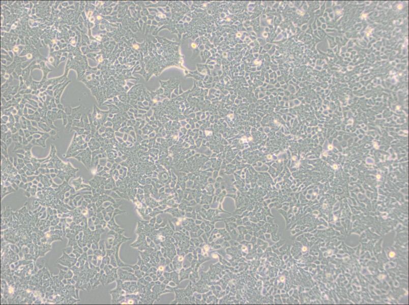 HCT 116 Cell Complete Medium - 2