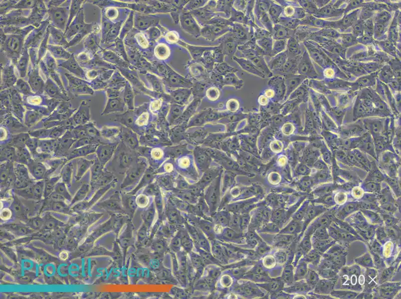 A-375 Cell Complete Medium - 6