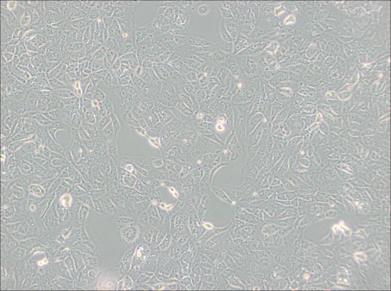 769-P Cell Complete Medium769-P Cell Complete Medium - 3