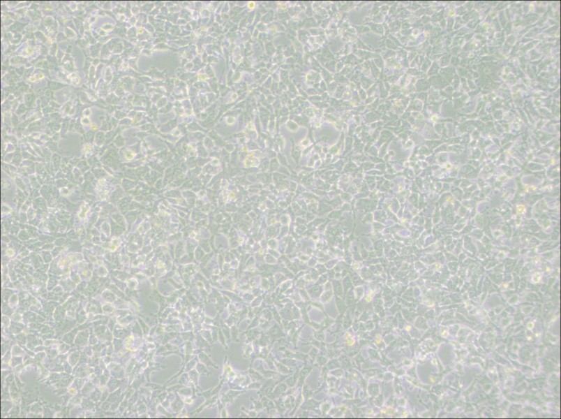 MSTO-211H Cell Complete MediumMSTO-211H Cell Complete Medium - 2