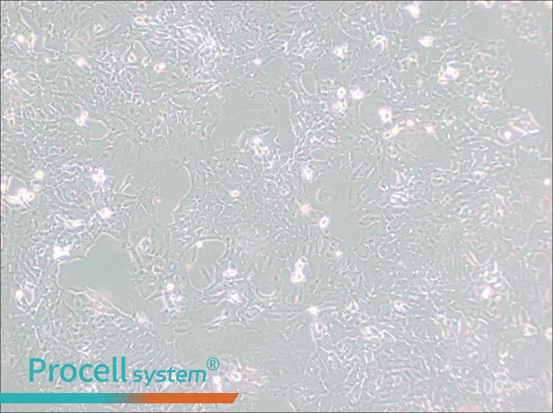 HC11 Cell Complete Medium - 3