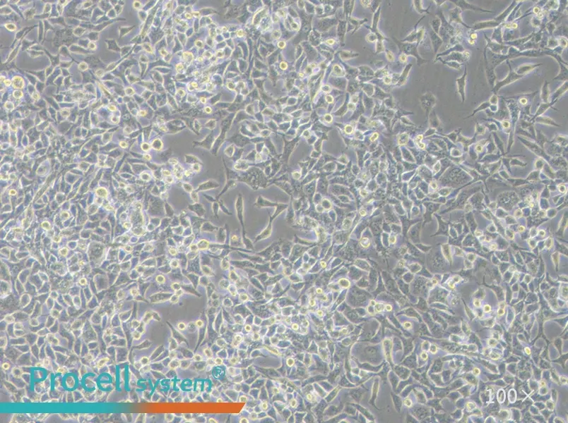 RD Cell Complete Medium - 1