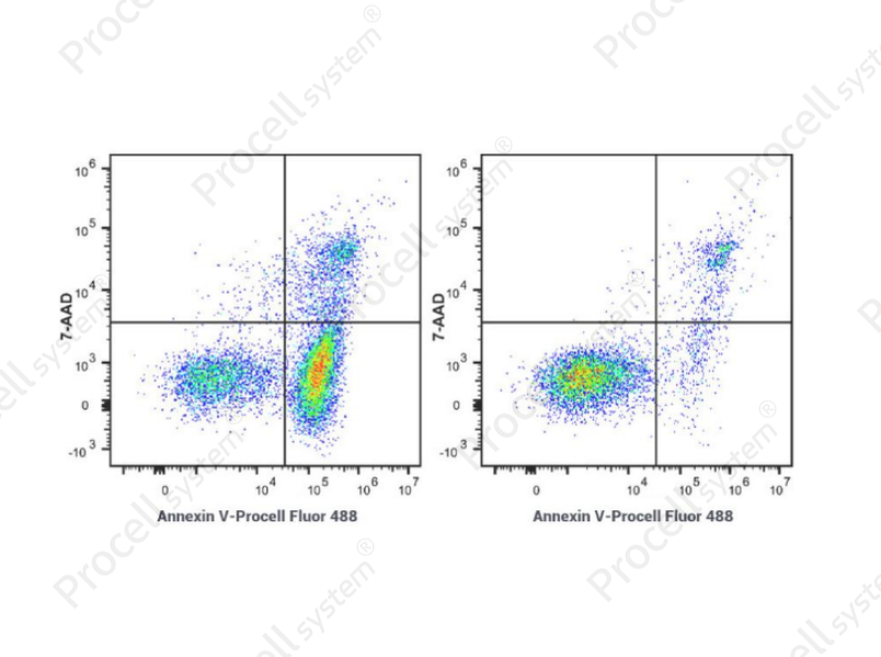 Annexin V-Procell Fluor 488/7-AAD Apoptosis Kit
