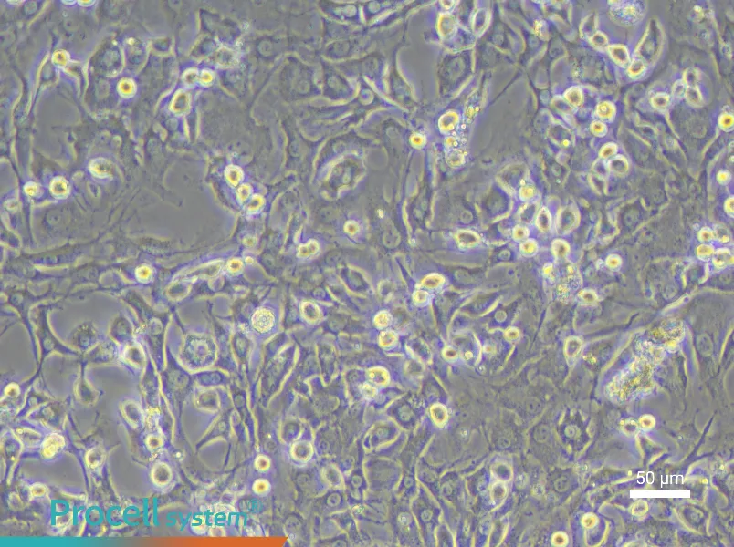 Mouse Intervertebral Disc Annulus Fibrosus Cell Complete Medium - 4