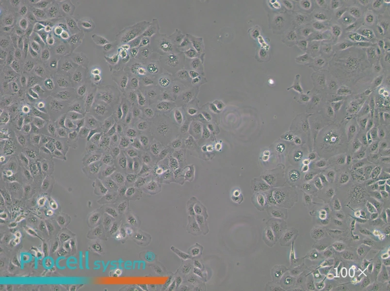 NCI-H1650 Cell Complete Medium - 1