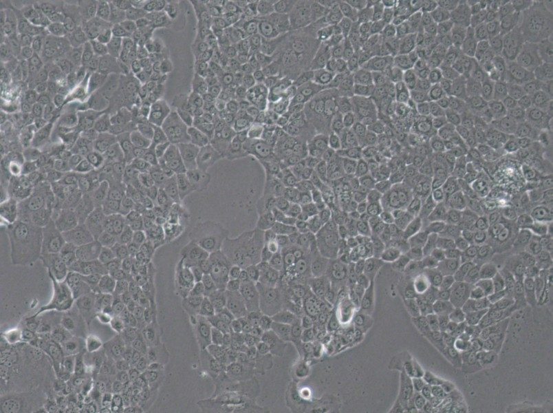 HT-3 Cell Complete MediumHT-3 Cell Complete Medium - 2