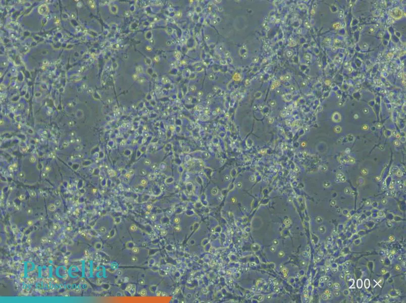 Rat Cortex Neuron Cells Isolation and Culture Kit - small - 5
