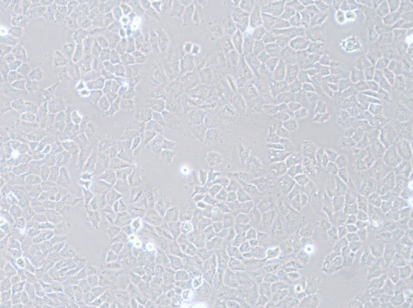 HCC-44 Cell Complete Medium-searchlist-1