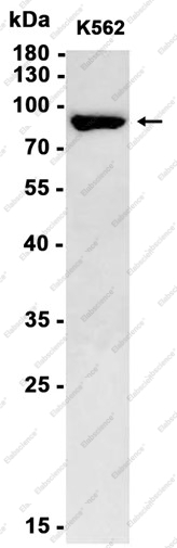 Recombinant MS2 Monoclonal Antibody - 1