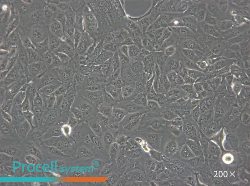 Marcus Cell Complete Medium - 4