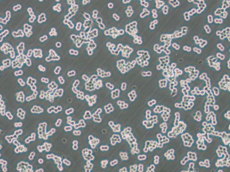 RAW 264.7-EGFP Cell Complete Medium - small - 5