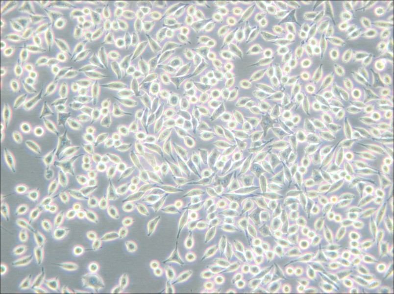 A9 Cell Complete Medium - 4