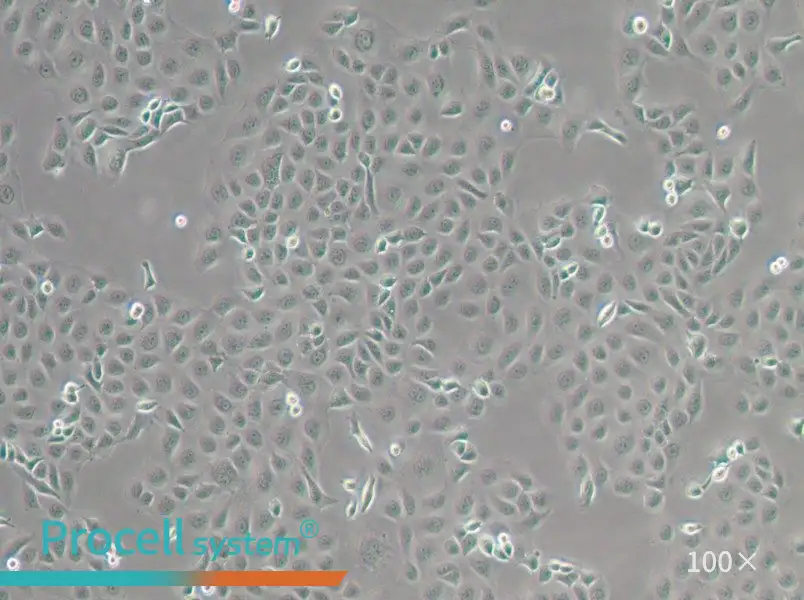 WSU-HN6 Cell Complete Medium - 1