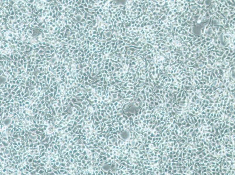 CAL-33 Cell Complete Medium-searchlist-1