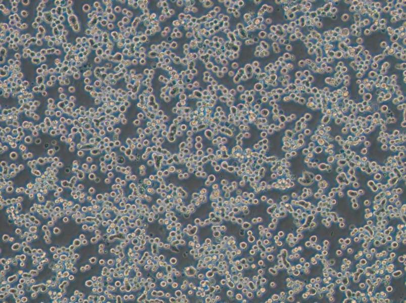 MDA-MB-134-VI (L15) Cell Complete Medium - 3