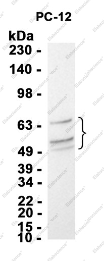 Recombinant SHC Monoclonal Antibody - 2